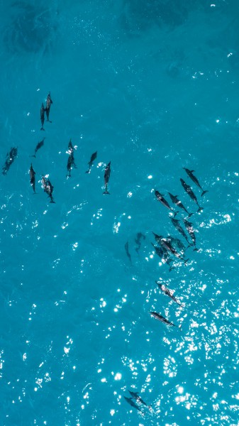 成群结队的海豚图片
