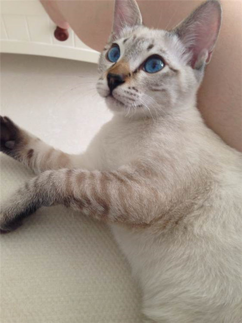 可爱机灵的暹罗猫图片