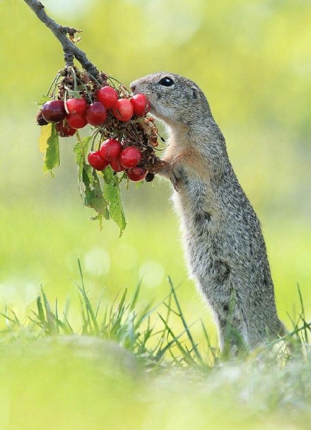 一组吃果果的可爱老鼠图片