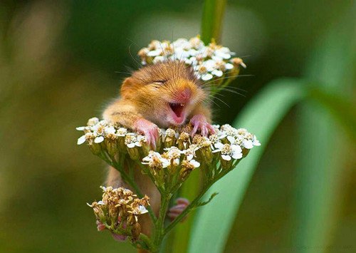 一组超级可爱呆萌的小老鼠图片