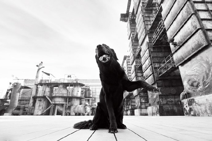 一组纯黑色可爱的拉布拉多犬