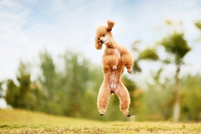一组开心到飞起的泰迪狗狗图片