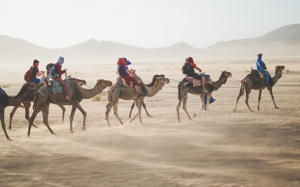 沙漠上行走的骆驼的图片欣赏