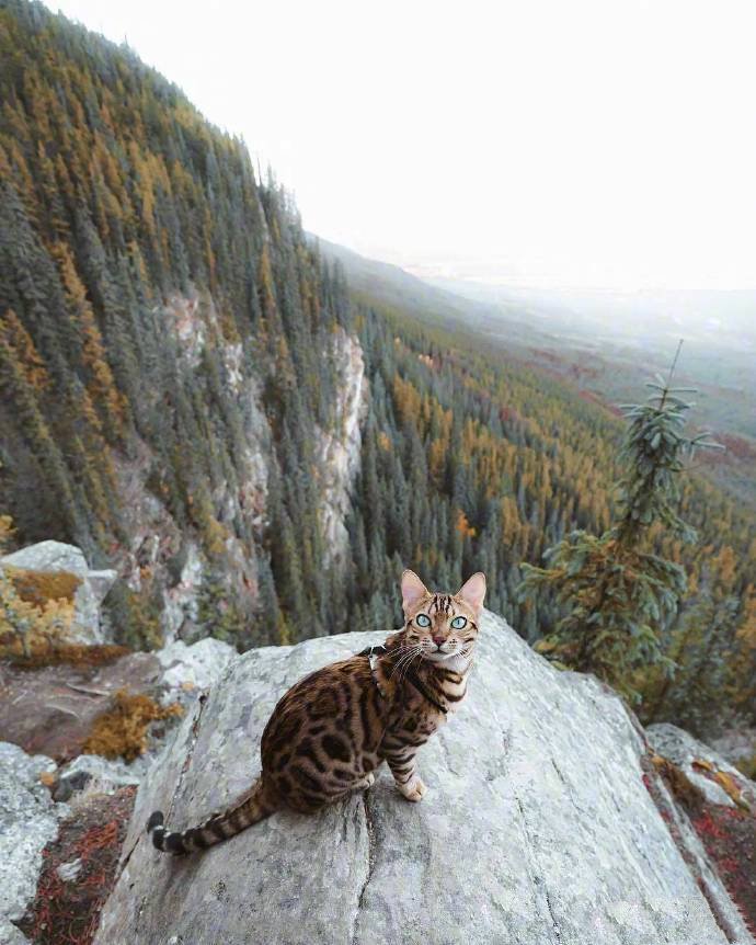 一组帅气酷酷的豹猫图片