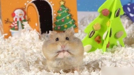 一组超棒的圣诞主题仓鼠照片