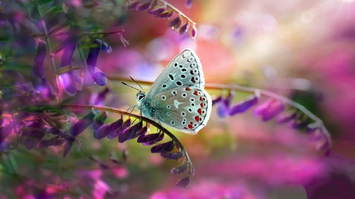 大自然的奇妙蝴蝶摄影高清美图 ​​​​