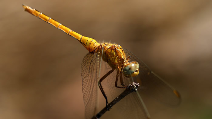 一组蜻蜓唯美高清图片