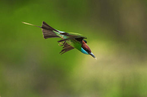 中国最美的小鸟——蓝喉蜂虎