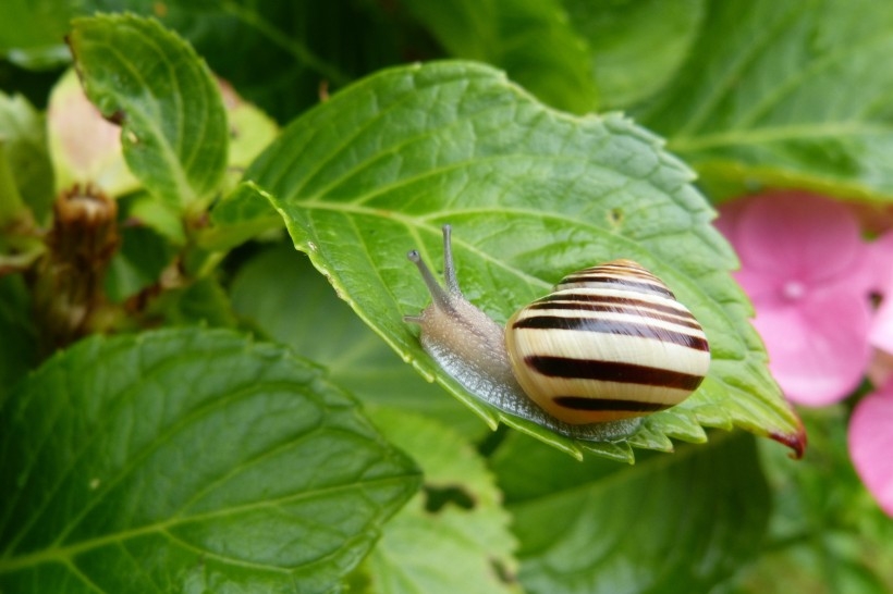 春雨过后出现的野生蜗牛生态动物图片