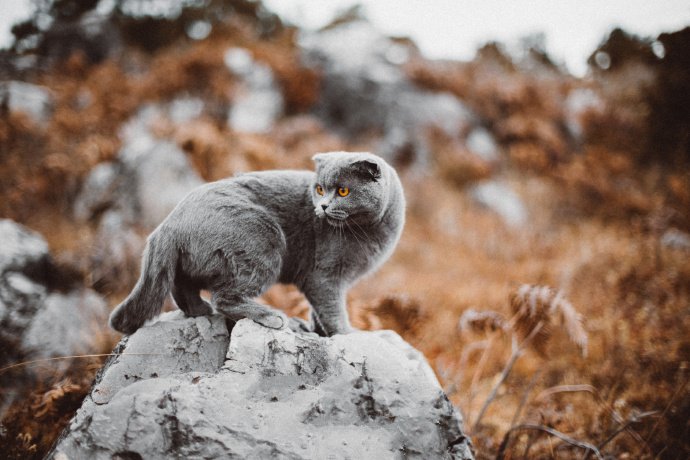 漂亮的灰色猫咪室外摄影图片