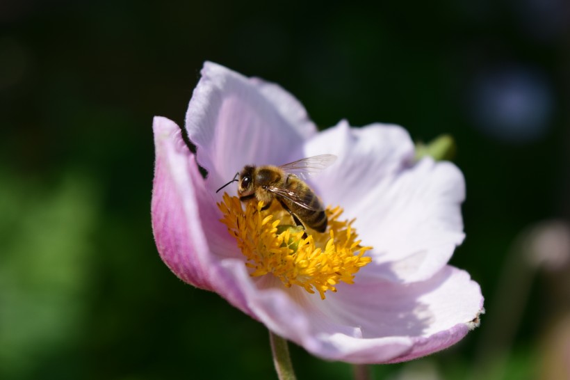 停在花上采蜜的蜜蜂图片