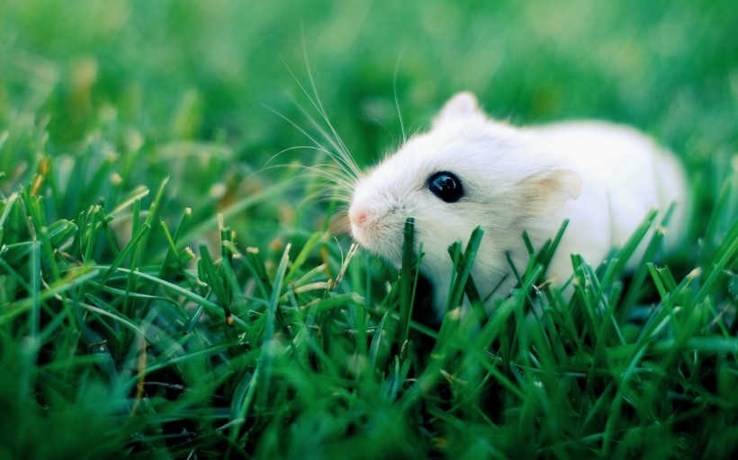 绿色草丛边的白色仓鼠图片欣赏