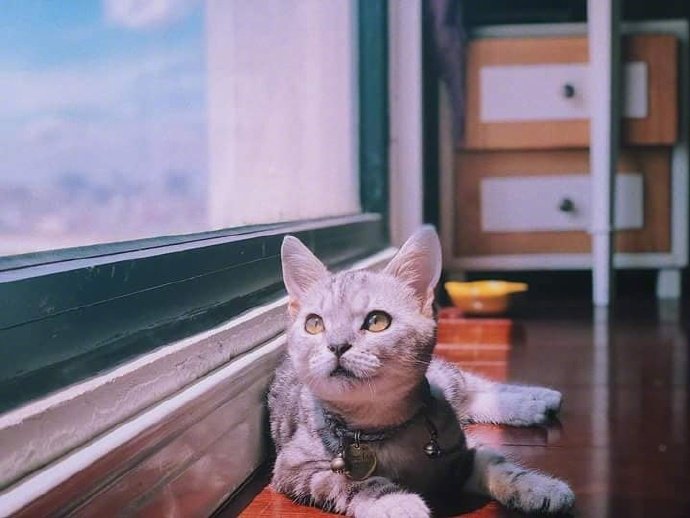 小猫45度望着窗外的画面，好美