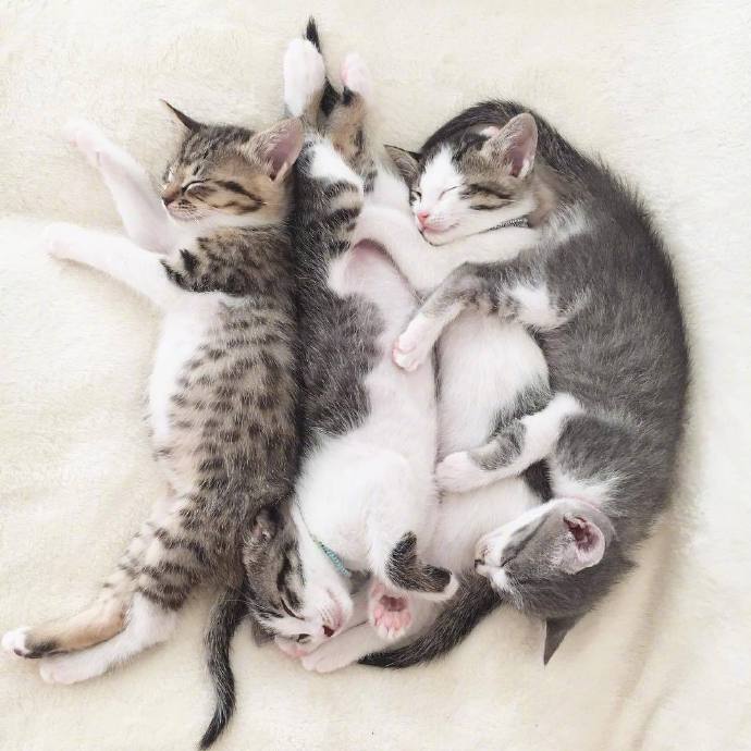 四只超萌的小奶猫图片