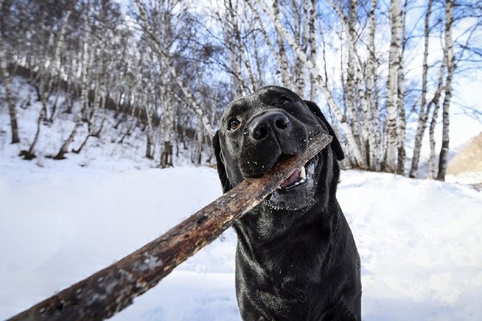 一组玩雪的黑色狗狗图片欣赏