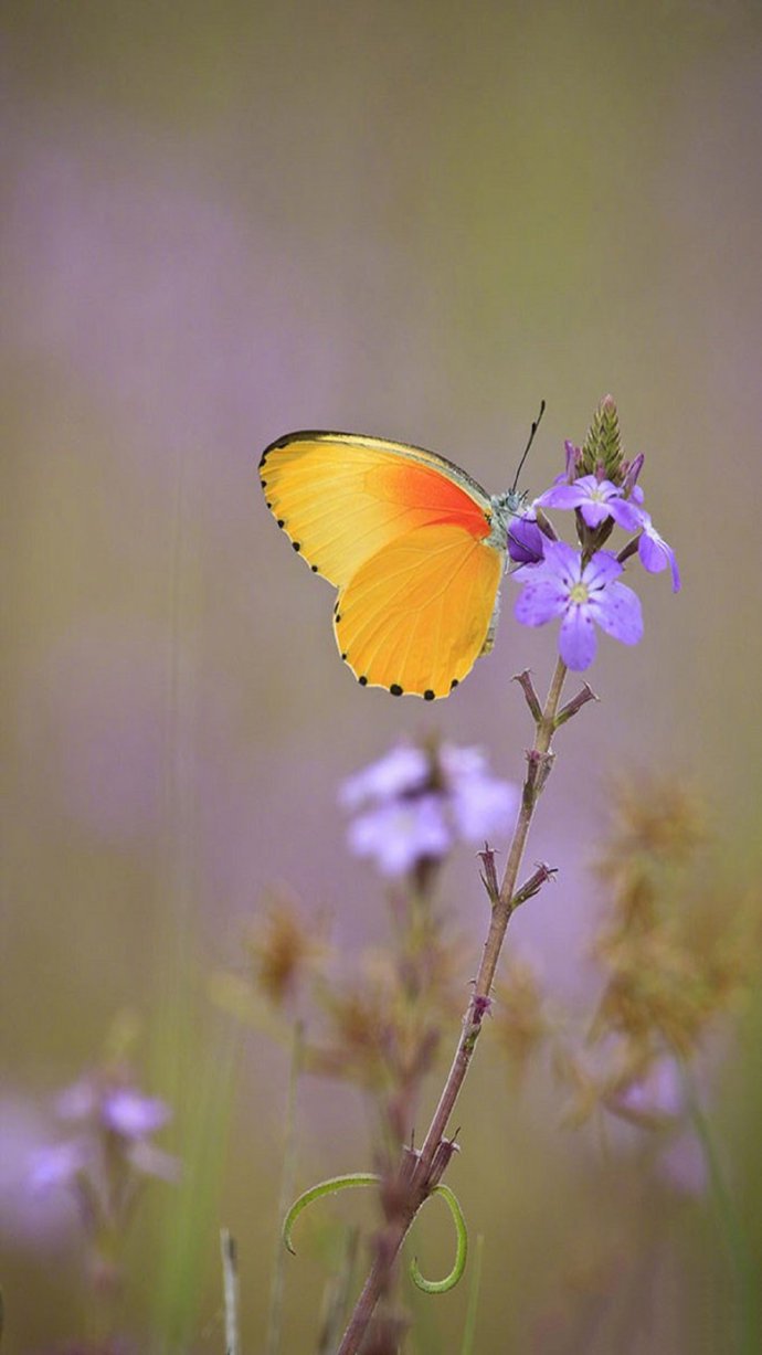 唯美绚丽蝴蝶图片手机壁纸