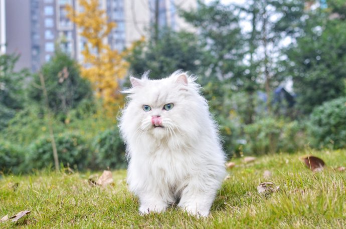 聪明可爱的西伯利亚猫图片