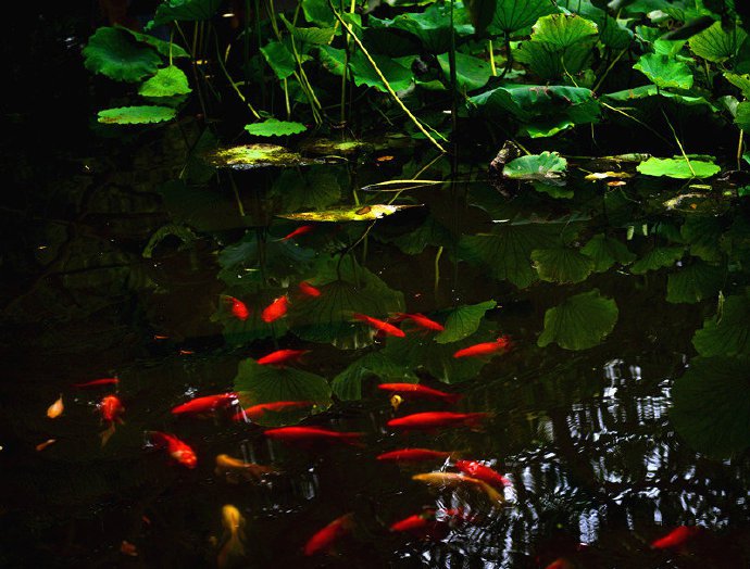 翠绿荷塘里的红色锦鲤图片