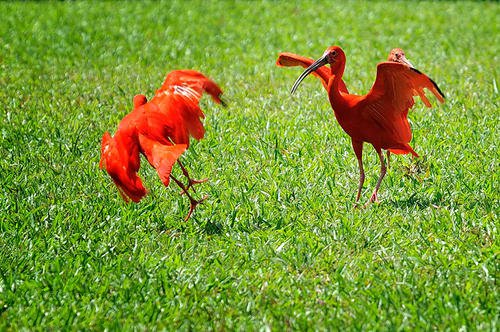 世界上颜色最红的鸟——红鹮