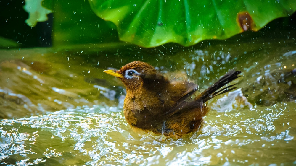 一组画眉鸟洗澡图片
