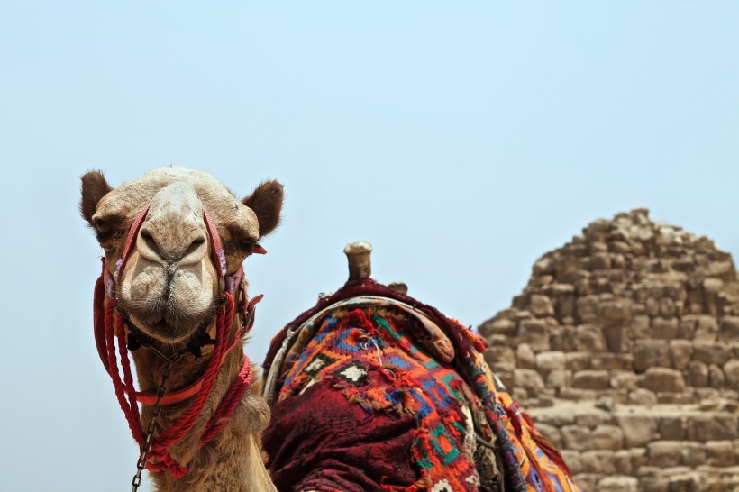 驮着人的骆驼图片