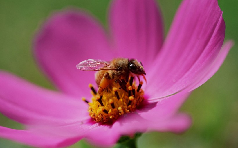 蜜蜂写真