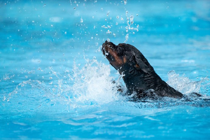 一组在水里游泳的罗威纳狗狗图片