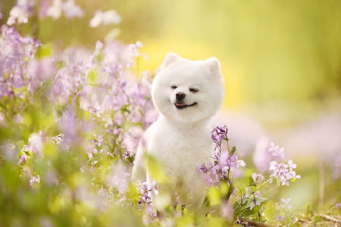 一组春天里开心的狗狗图片