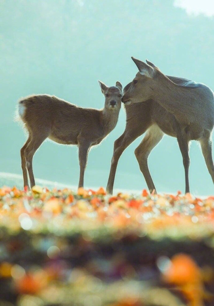 镜头下秋日的奈良小鹿