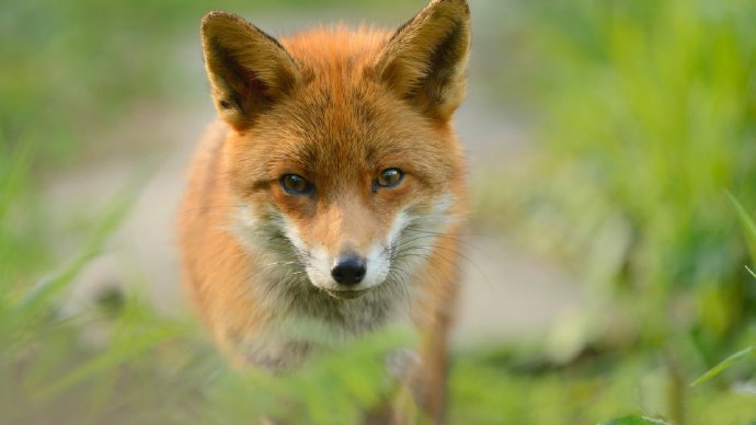可爱的狐狸摄影高清美图