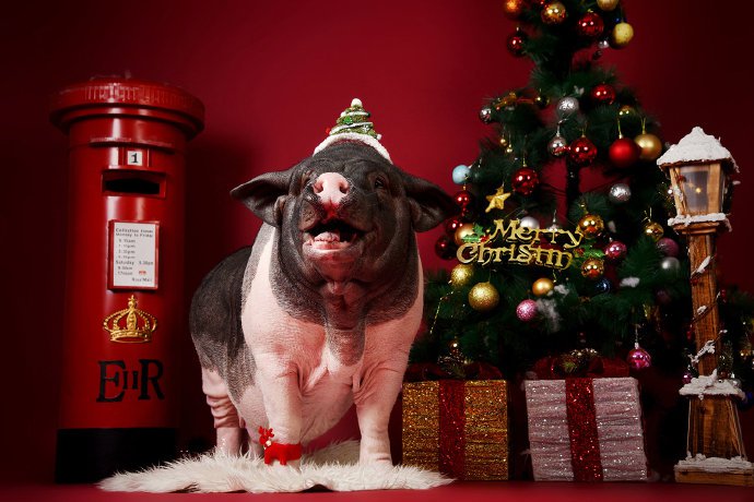 猪猪年得有特别的猪猪圣诞祝福