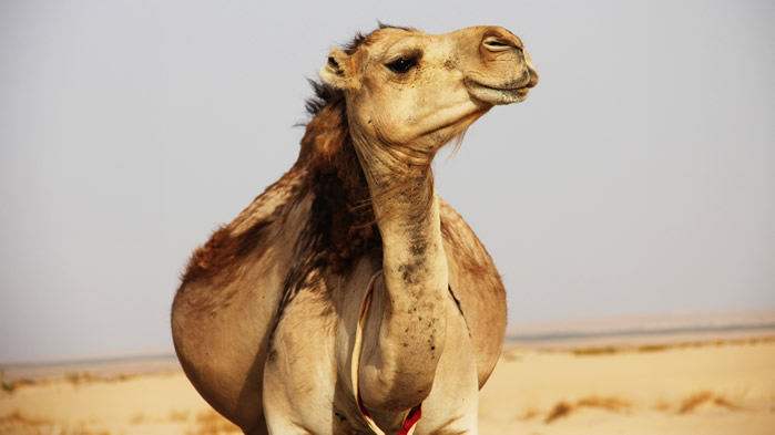 沙漠中的骆驼图片欣赏