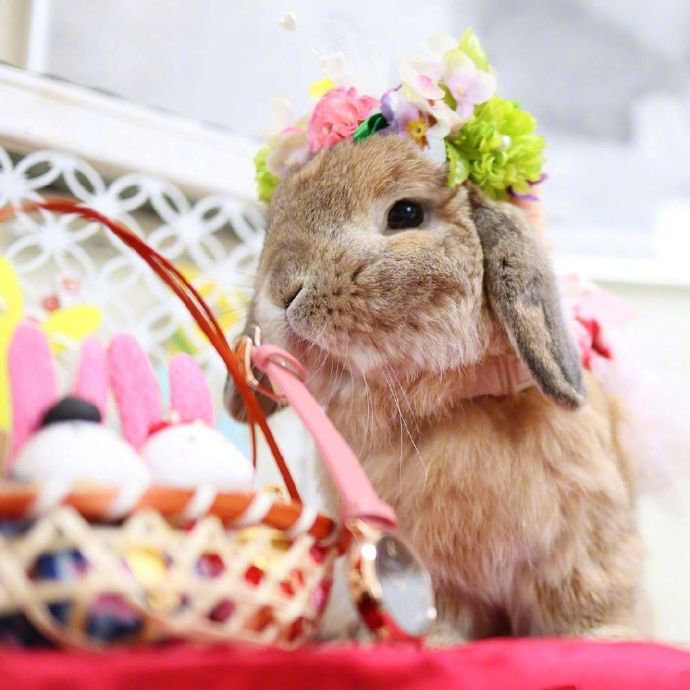 可爱的小兔叽taffy，羡慕它有那么多可爱的小衣服~