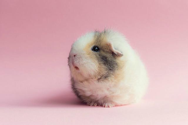 一组可爱至极的小豚鼠图片