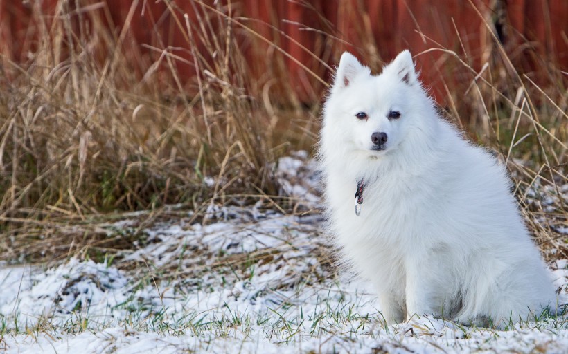 白色的斯皮茨犬图片