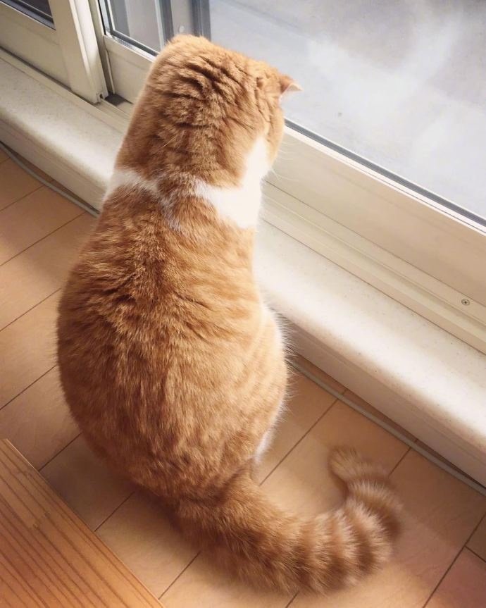 一组超级可爱长的胖胖的小橘猫图片