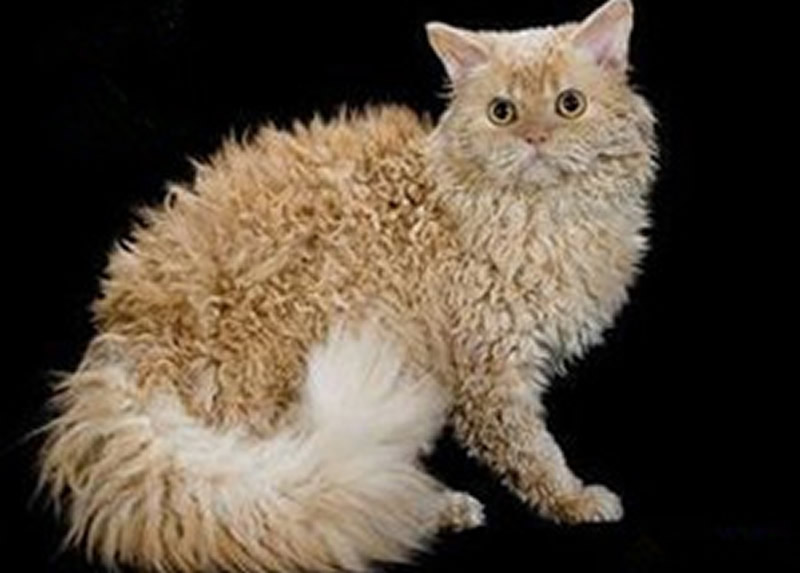猫猫柔和的美国卷毛猫图片