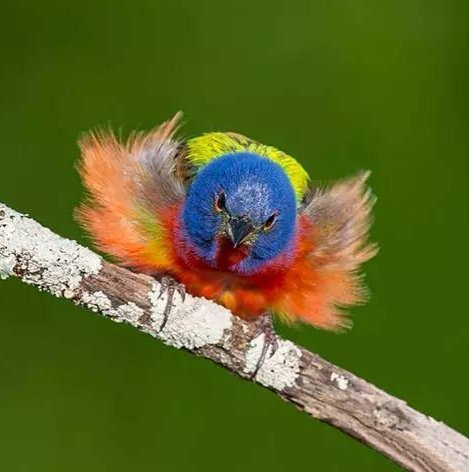 一组色彩鲜艳的小鸟图片
