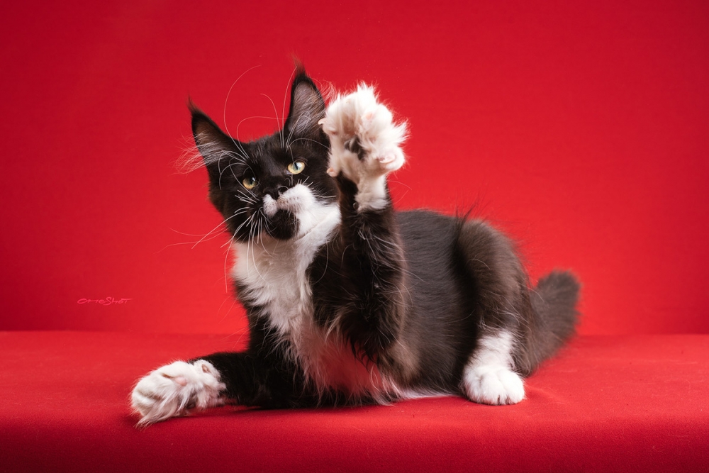 红色背景拍摄的缅因库恩猫图片
