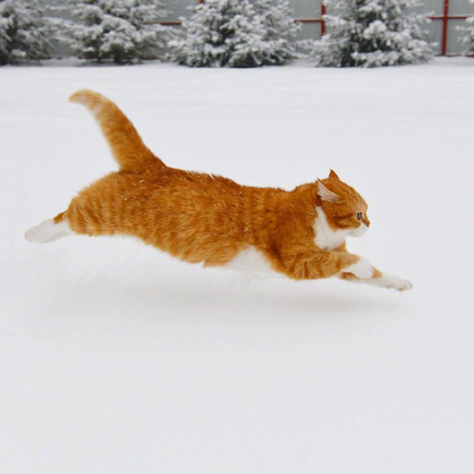 奔跑中的大橘，一道橘光在雪中划过