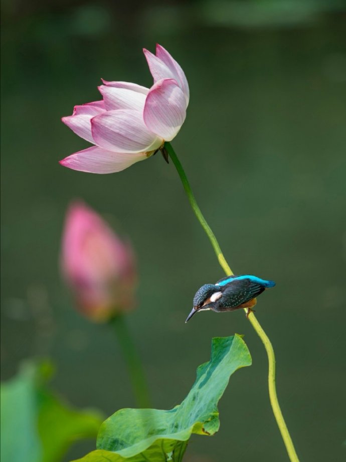 玲珑可人的荷塘翠鸟图片