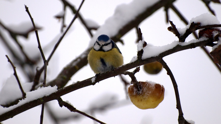冬季大雪中的可爱小鸟图片
