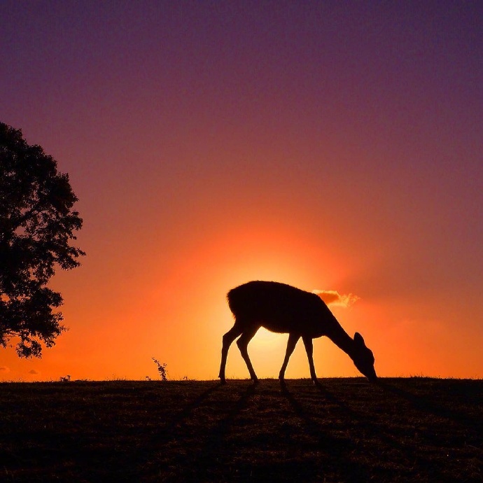 一组黄昏下唯美的麋鹿图片欣赏