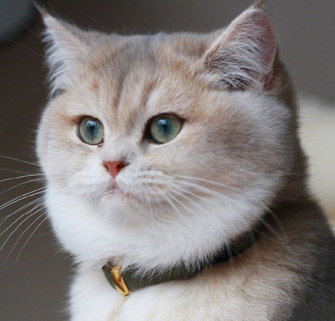 来自荷兰的joya，可爱的大脸猫本猫了