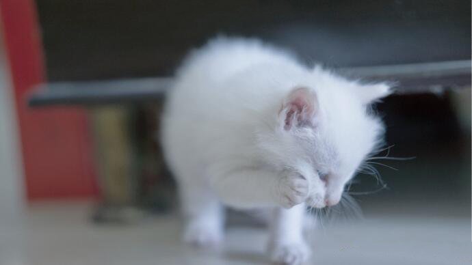 一只洁白无瑕的猫猫图片