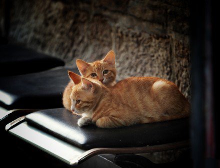 两只小橘猫图片