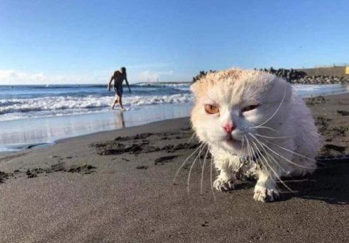 第一次去海边的猫咪，惊呆了
