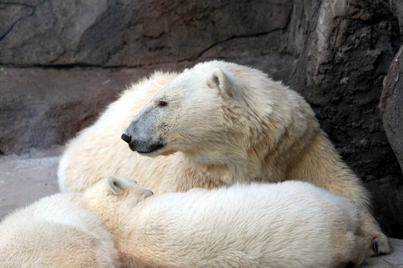 北京动物园北极熊实拍图片