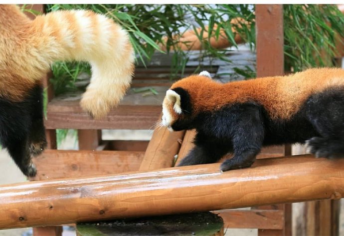 一组长尾巴的小熊猫图片