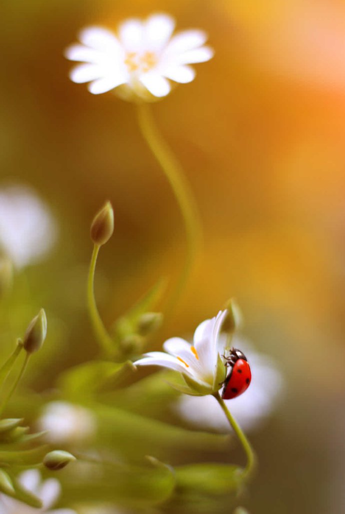 花卉与小瓢虫的美景图片
